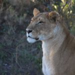 Kenya (297)